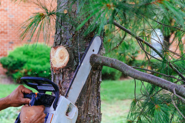 Best Emergency Tree Removal  in Bull Run Mountain Estates, VA